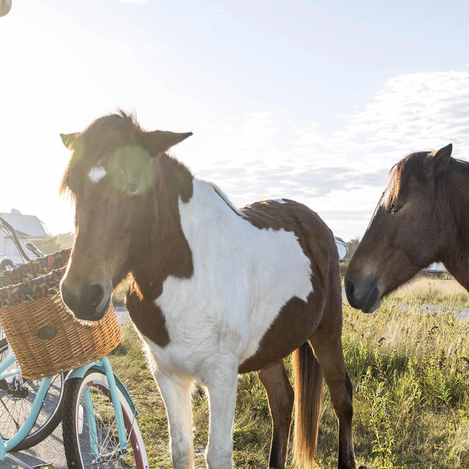 Panier vélo Assateague : l'aventure à portée de guidon! Balade estivale, charme nautique, design unique.